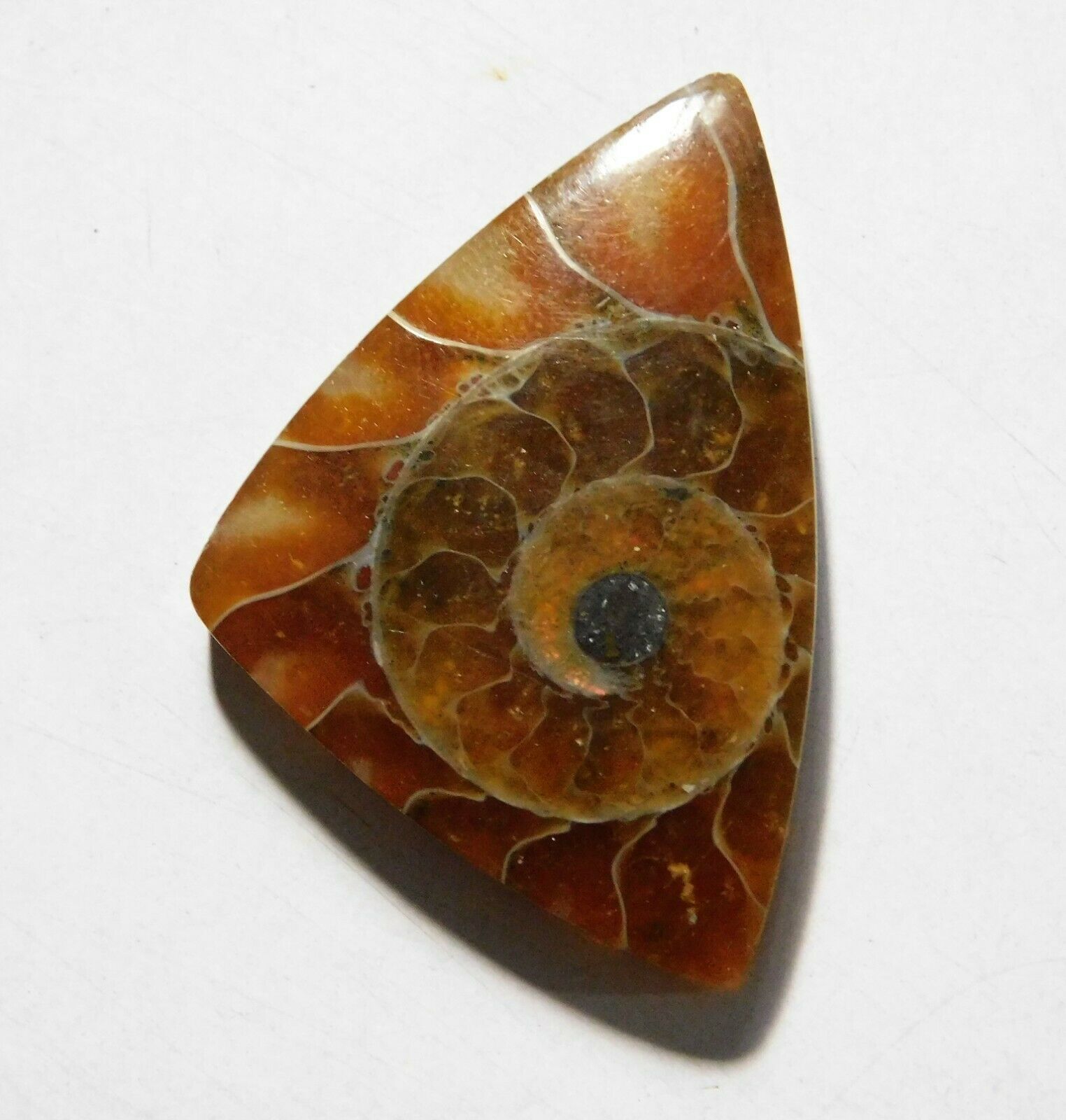 36.00 Cts Natural Ammonite Loose Cabochon Gemstone 38x25x5mm A-18