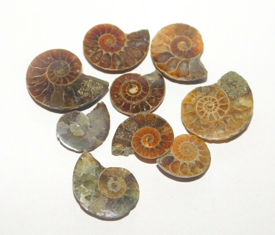 Ammonite Natural Cabochon Loose Gemstone Lot 73cts. 9pcs. 38430