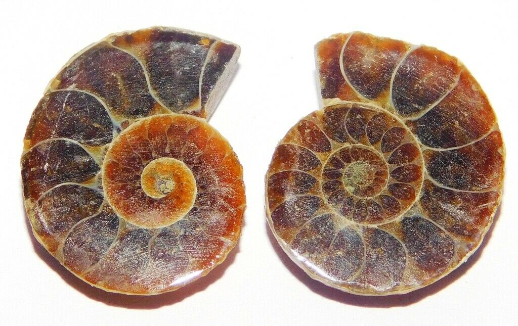 Best Quality Ammonite Fossil Pair Cabochon Ammonite Pair Gemstone 20cts 25100