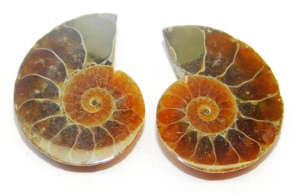Ammonite Fossil Natural Loose Gemstone Cabochon Pair 18cts. 21x16mm 1pcs 25009