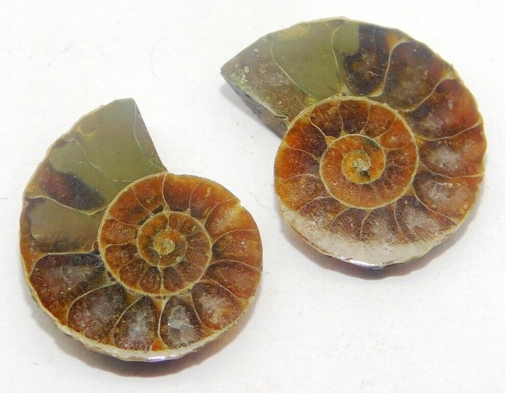 Ammonite Fossil Natural Loose Gemstone Cabochon Pair 16cts. 19x15mm 1pcs 25024