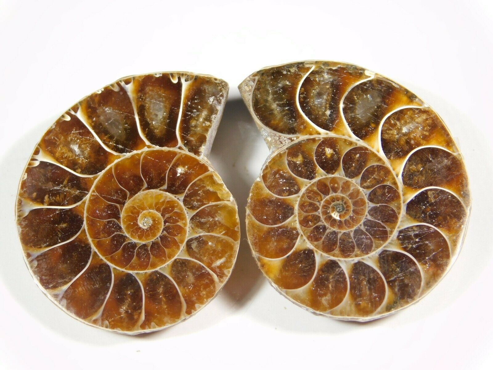 123.ct Natural Iridescent Ammonite Matched Pair Earring Making Gemstone Pd=40