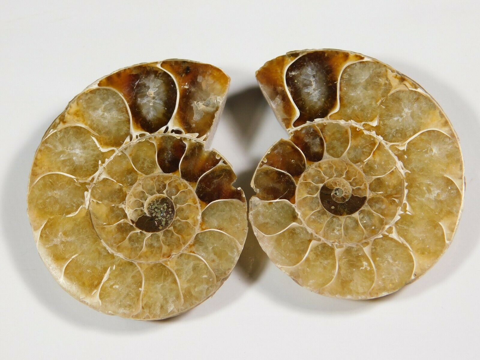 183.ct Natural Iridescent Ammonite Matched Pair Earring Making Gemstone Pd=56
