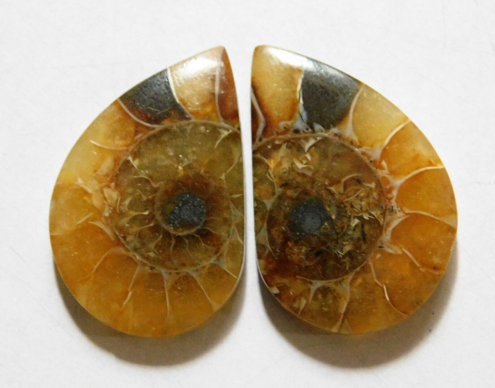 33.90 Cts Natural Ammonite (27mm X 17.5mm Each) Loose Cabochon Match Pair