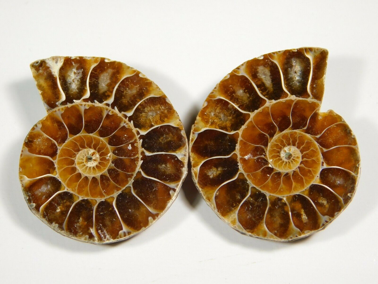 126.ct Natural Iridescent Ammonite Matched Pair Earring Making Gemstone Pd=19