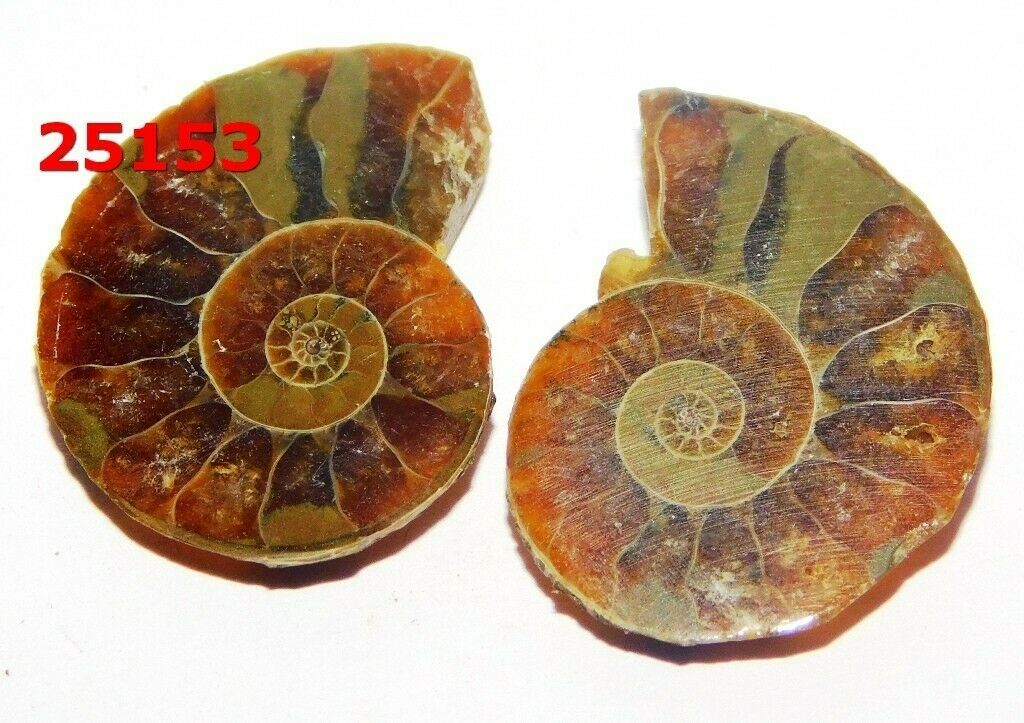 Ammonite Fossil Natural Cabochon Loose Gemstone Lot 14cts. 1pcs 25153